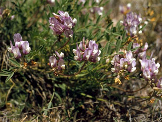 Astragalus lotiflorus (Lotus milkvetch)