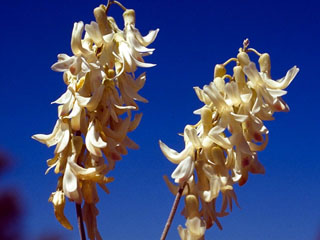 Astragalus racemosus (Cream milkvetch)