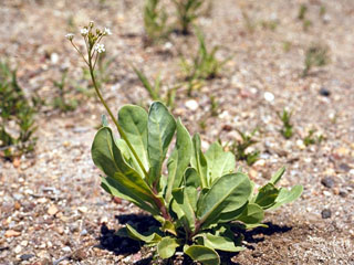 Samolus ebracteatus ssp. cuneatus (Limewater brookweed)