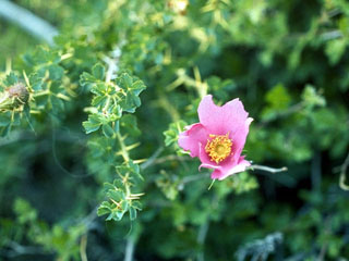 Rosa stellata (Desert rose)