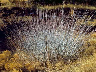 Salix irrorata (Dewystem willow)