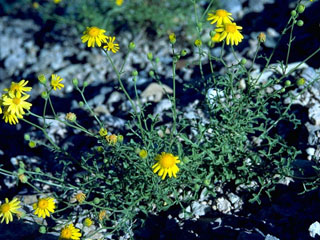 Thymophylla pentachaeta var. belenidium (Fiveneedle pricklyleaf)