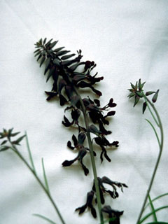 Streptanthus hyacinthoides (Smooth jewelflower)