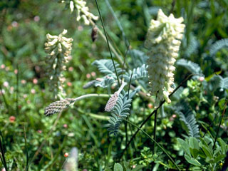 Astragalus pomonensis (Pomona milkvetch)
