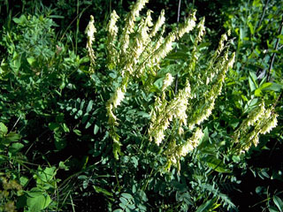 Hedysarum sulphurescens (White sweetvetch)