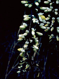 Baptisia alba var. macrophylla (Largeleaf wild indigo)