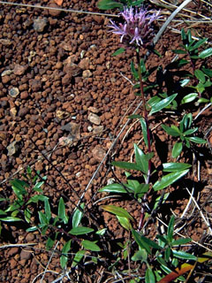 Monardella lanceolata (Mustang monardella)