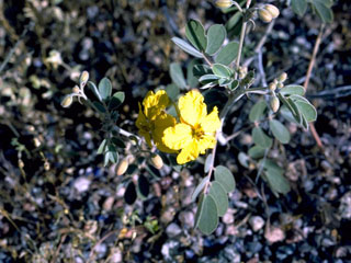 Senna obtusifolia (Java-bean)