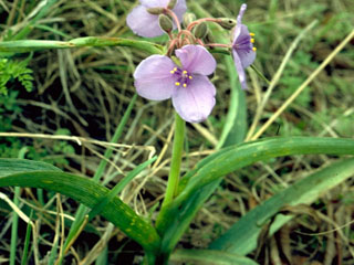 Tradescantia pedicellata (Edwards plateau spiderwort)