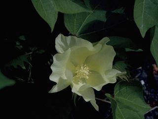 Gossypium hirsutum (Upland cotton)