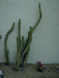 Pachycereus schottii (Senita cactus)