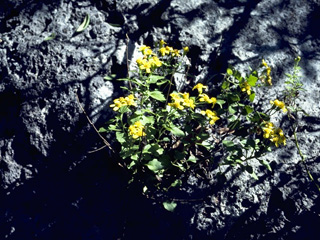 Perityle lindheimeri var. halimifolia (Lindheimer's rockdaisy)