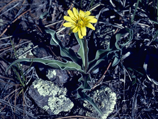 Nothocalais cuspidata (Sharppoint prairie-dandelion)