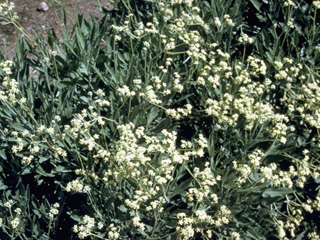 Parthenium argentatum (Guayule)