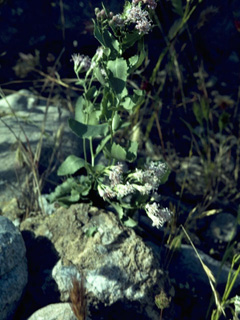 Acourtia thurberi (Thurber's desertpeony)