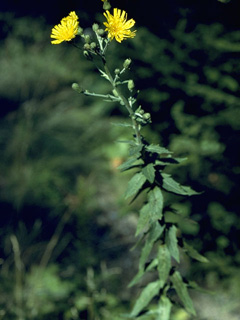 Picris hieracioides (Hawkweed oxtongue)