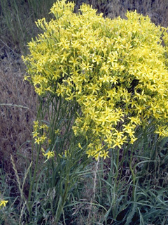 Senecio spartioides var. multicapitatus (Broomlike ragwort)