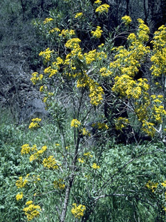 Barkleyanthus salicifolius (Willow ragwort)