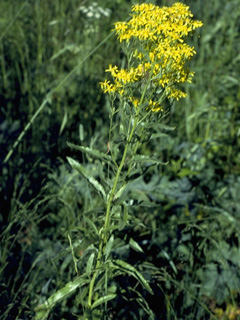 Senecio serra (Tall ragwort)