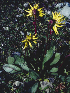 Senecio taraxacoides (Dandelion ragwort)