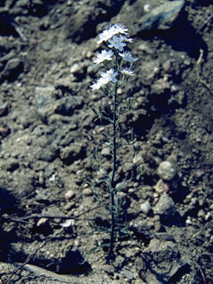 Stephanomeria parryi (Parry's wirelettuce)