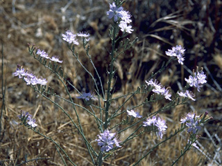 Stephanomeria thurberi (Thurber's wirelettuce)