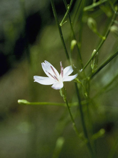 Stephanomeria wrightii (Wright's wirelettuce)