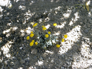 Trichoptilium incisum (Yellowdome)