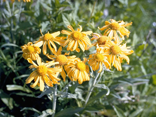 Heliomeris multiflora var. multiflora (Showy goldeneye)