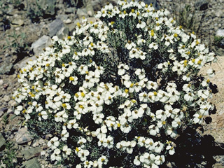 Zinnia acerosa (Desert zinnia)