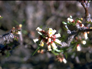 Jatropha dioica var. graminea (Leatherstem)