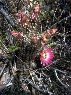 Echinocereus chisoensis (Chisos hedgehog cactus)