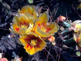 Opuntia engelmannii var. engelmannii (Cactus apple)