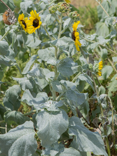 Helianthus argophyllus (Silverleaf sunflower)