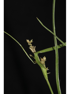 Carex corrugata (Prune-fruit sedge )