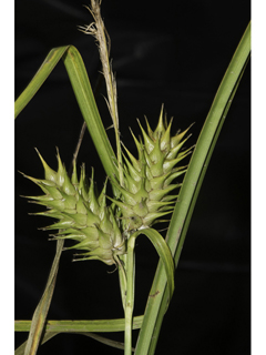 Carex lupuliformis (False hop sedge)