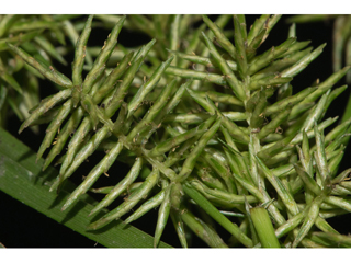 Cyperus odoratus (Fragrant flatsedge)