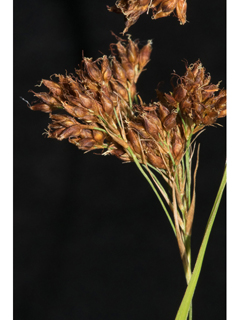 Rhynchospora caduca (Anglestem beaksedge)