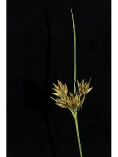 Rhynchospora indianolensis (Indianola beaksedge)