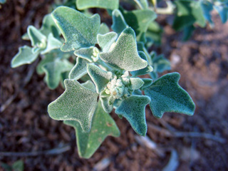 Chenopodium incanum (Mealy goosefoot)