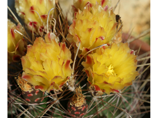 Echinocactus polycephalus (Cottontop cactus)