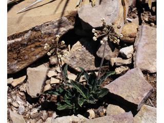 Asclepias scaposa (Stalked milkweed)