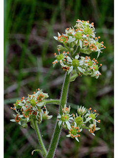 Saxifraga pensylvanica (Eastern swamp saxifrage)