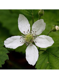 Rubus setosus (Setose blackberry)