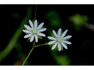 Stellaria longifolia (Longleaf starwort)