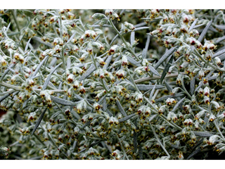 Artemisia ludoviciana (Louisiana artemisia)