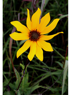 Helianthus pauciflorus (Stiff sunflower)