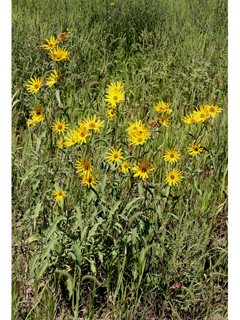 Helianthus pauciflorus ssp. pauciflorus (Stiff sunflower)