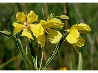Lysimachia quadriflora (Fourflower yellow loosestrife)