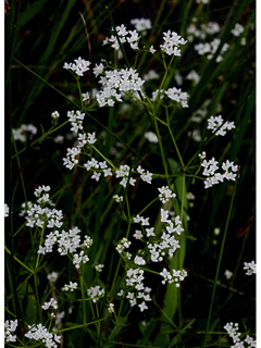 Galium obtusum ssp. obtusum (Bluntleaf bedstraw)